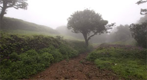 Chitrakuta Homestay, Kodachadri